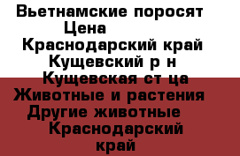 Вьетнамские поросят › Цена ­ 1 500 - Краснодарский край, Кущевский р-н, Кущевская ст-ца Животные и растения » Другие животные   . Краснодарский край